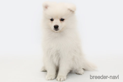 成約済の神奈川県のポメラニアン-294894の1枚目